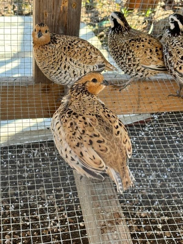 12 Mexican Speckled Bobwhite Quail Hatching Eggs