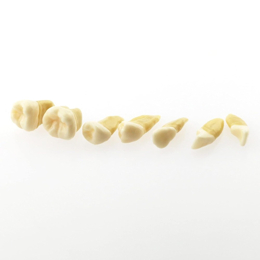 Dental Demonstration Teeth Model - Standard Study Teaching Dental Mode with A...
