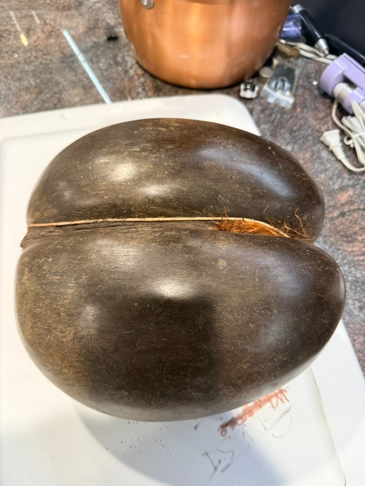Coco De Mer Coconut, Seychelles Coconut
