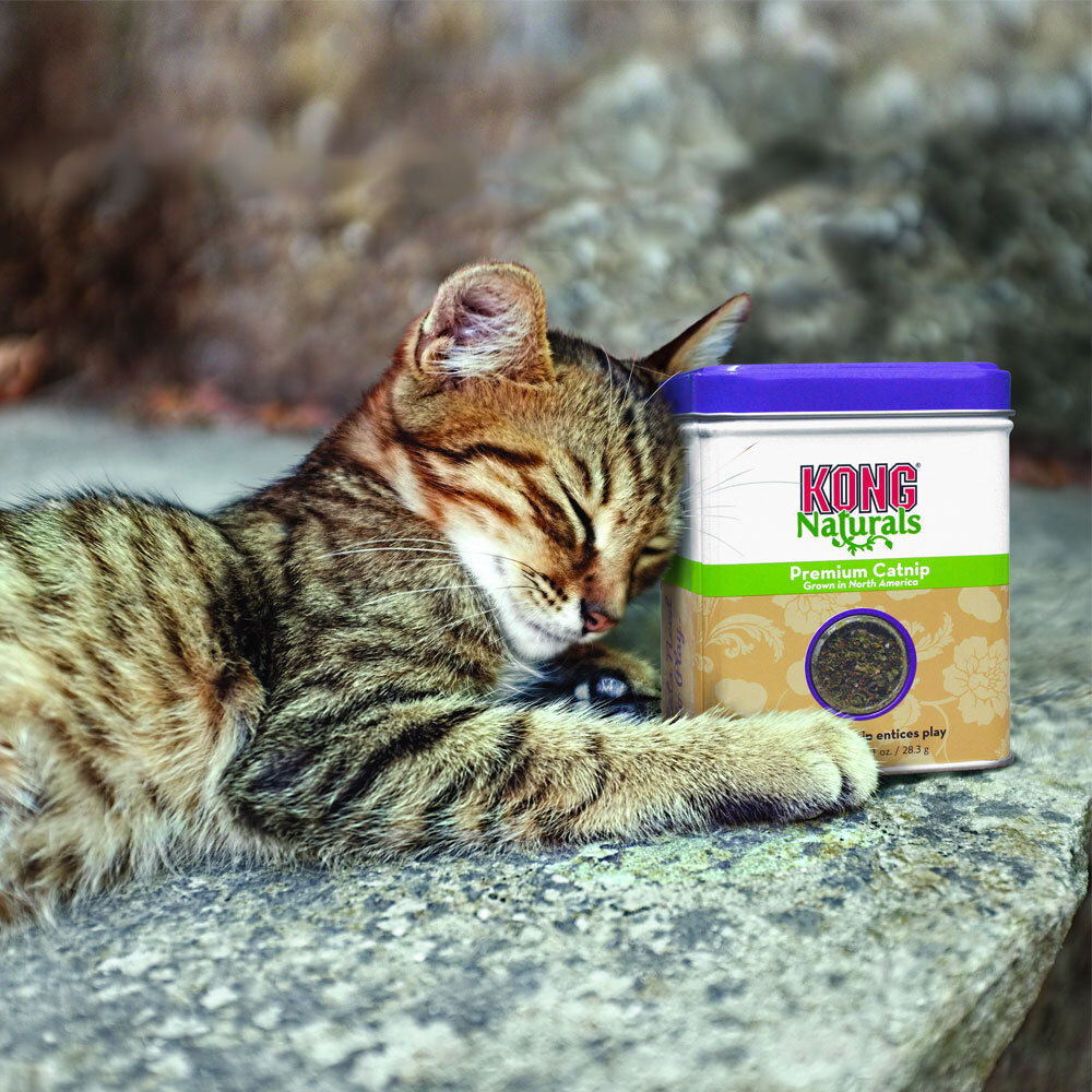 KONG Premium Catnip (2 oz)