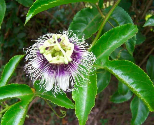 4 oz Passion Fruit Leaves ( 100% natural)