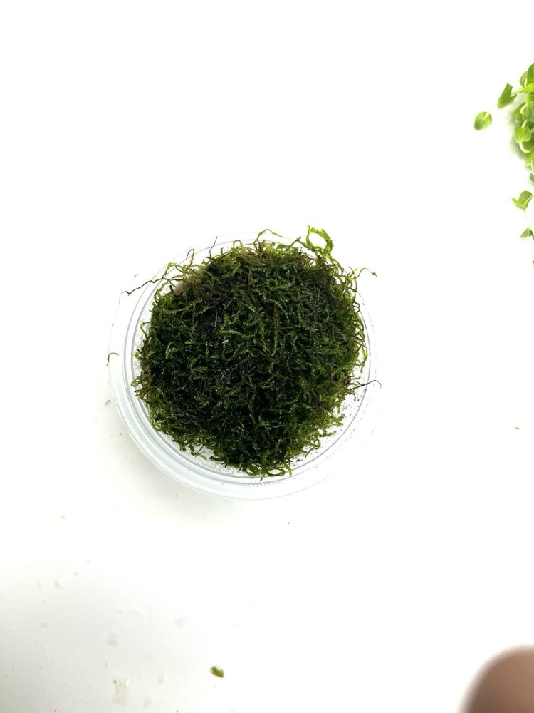 Aquatic Plants