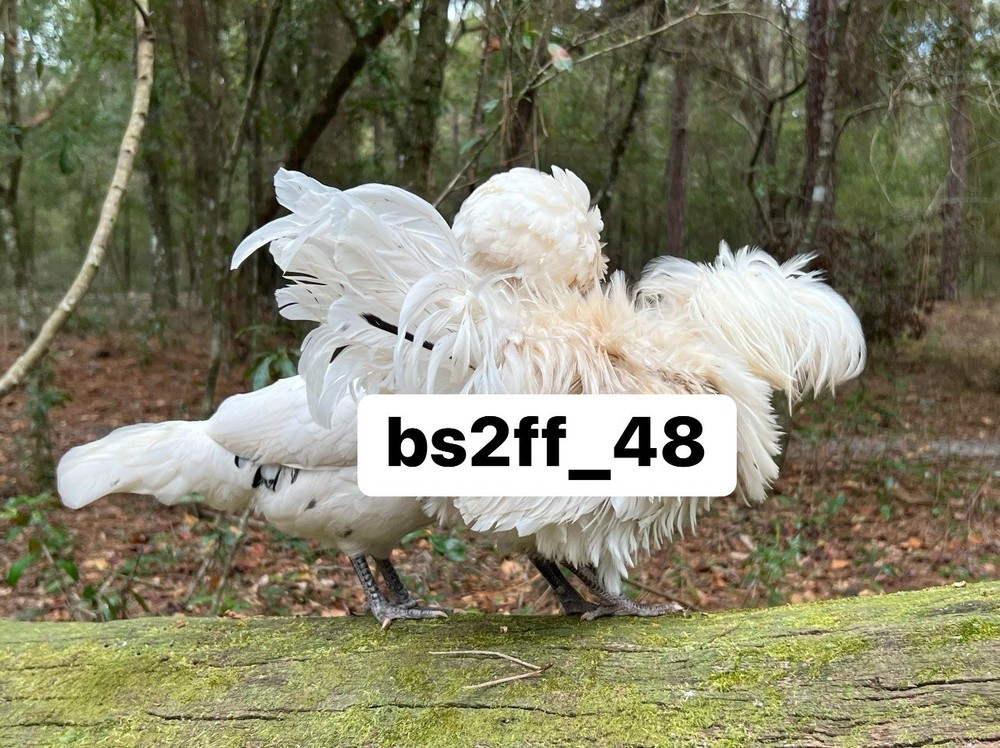 24+ Polish Hatching Eggs Variety Pack