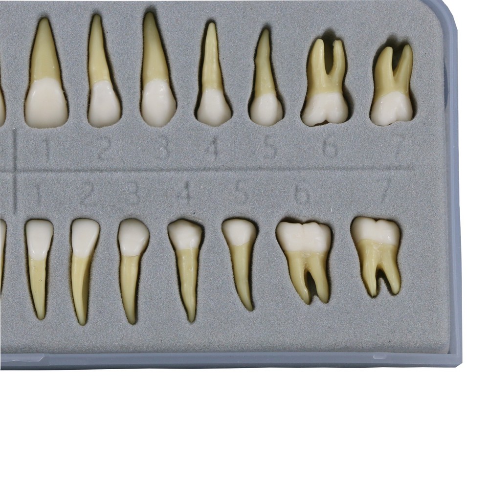 M7021 Standard Replacement Teeth 28Pcs Training Demonstration Study Teeth