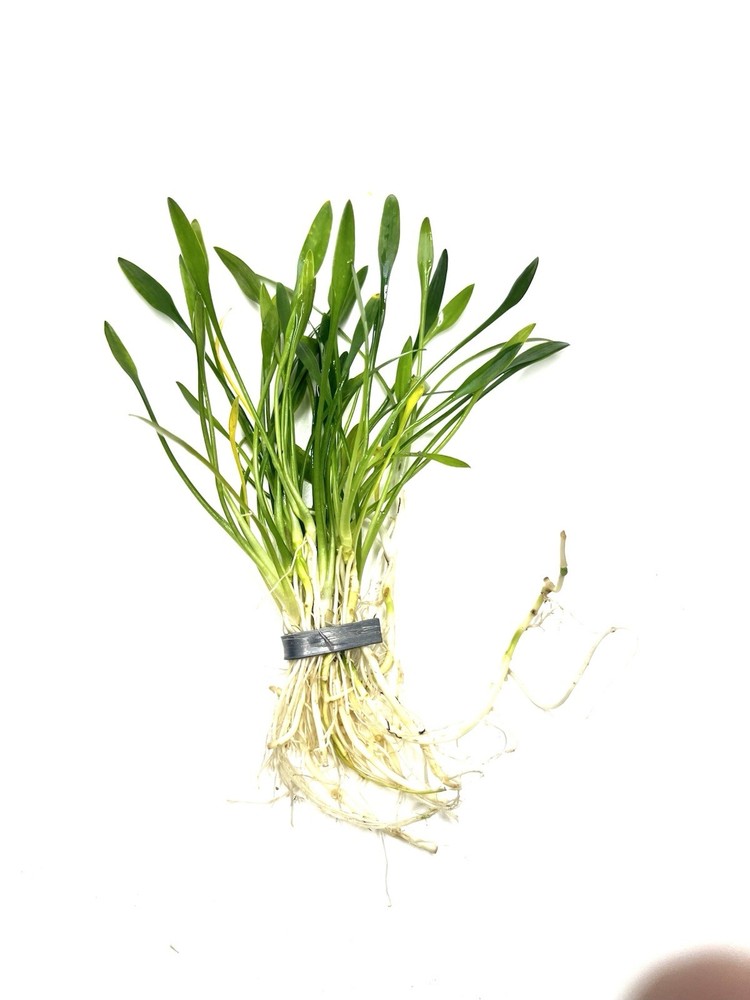 Aquatic Plants