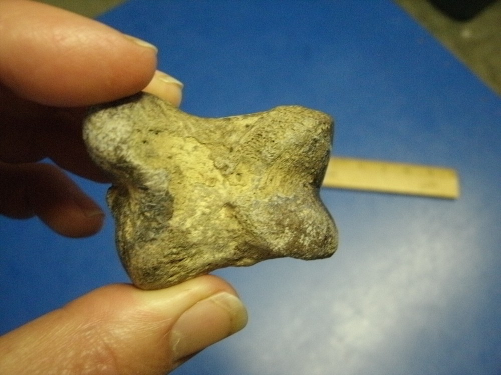 FOSSIL BISON PHALANX FROM GEARY CO KANSAS