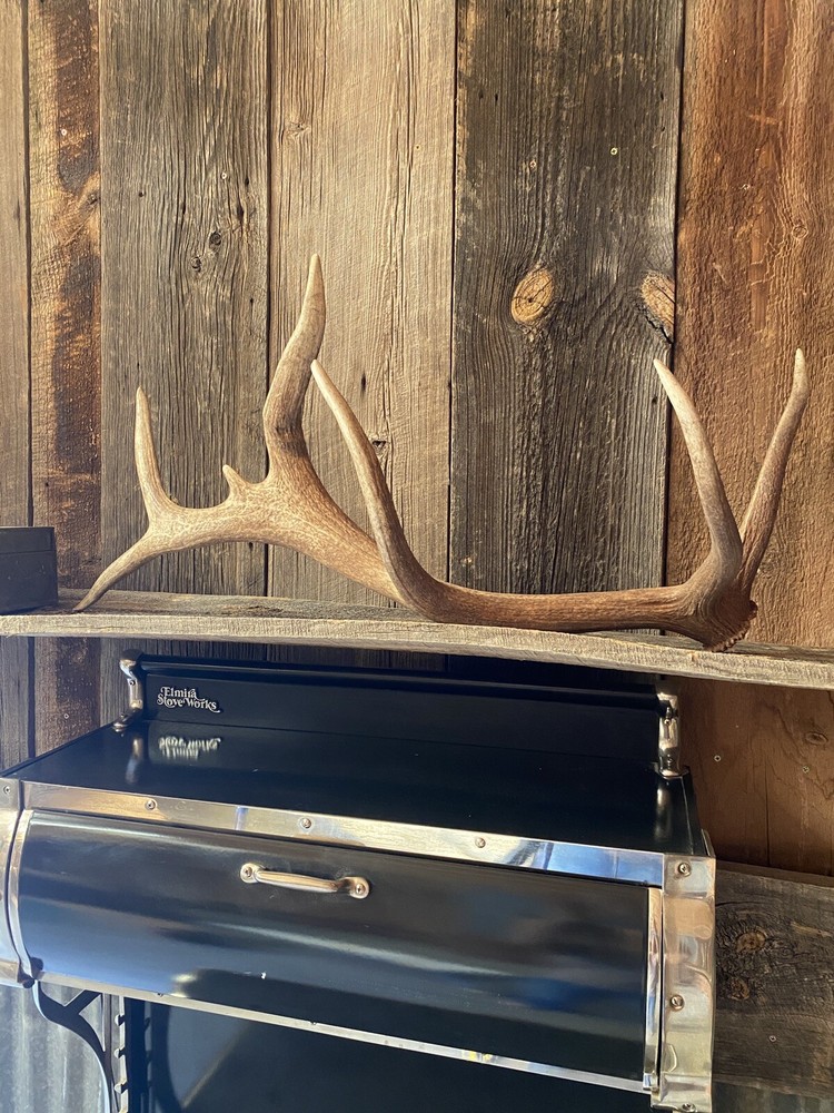 Very Cool Elk Shed ~ Antler