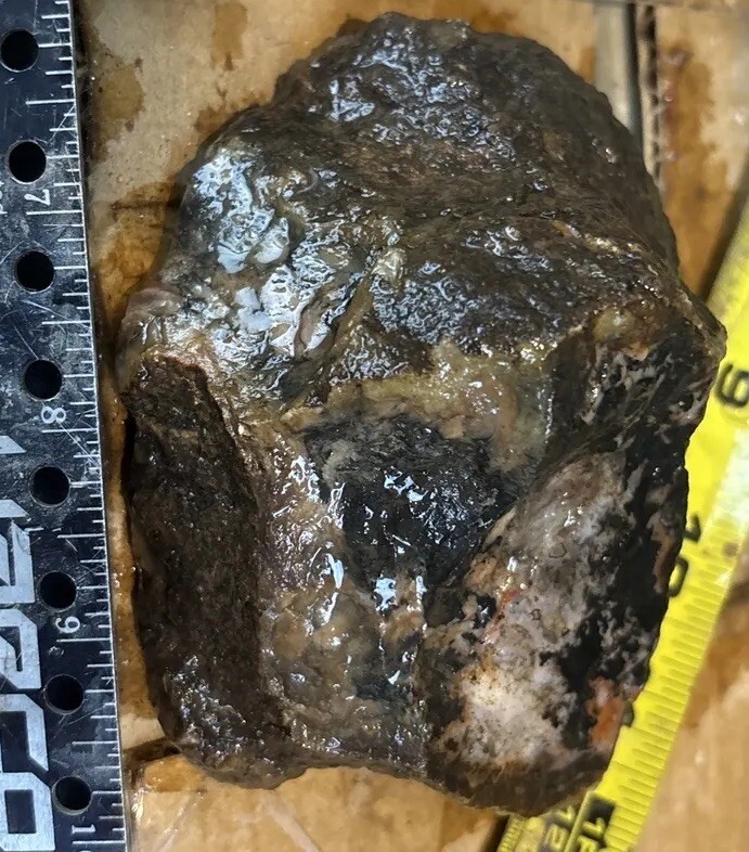 Coprolite fossil