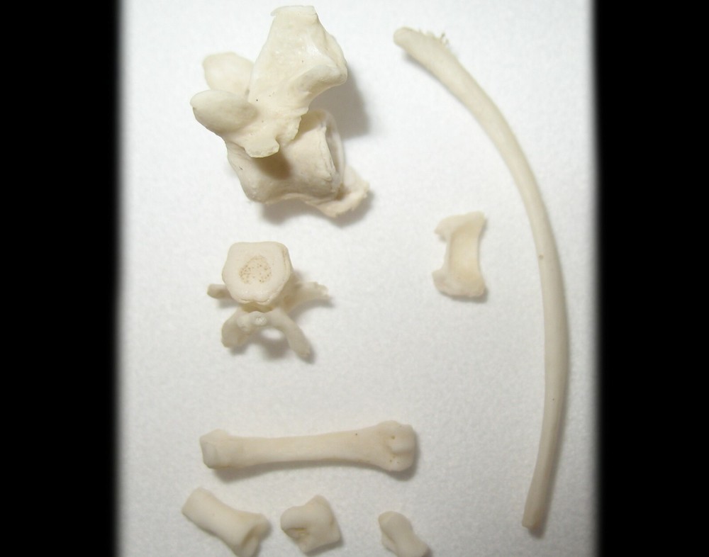 Insectivore comparative anatomy rare bones Erinaceus Hedgehog display collection