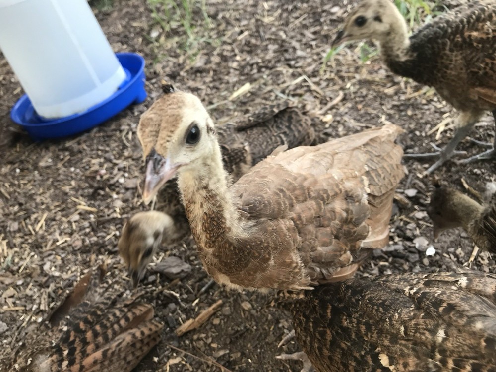 3 Java Green Purple Spaulding hatching eggs.