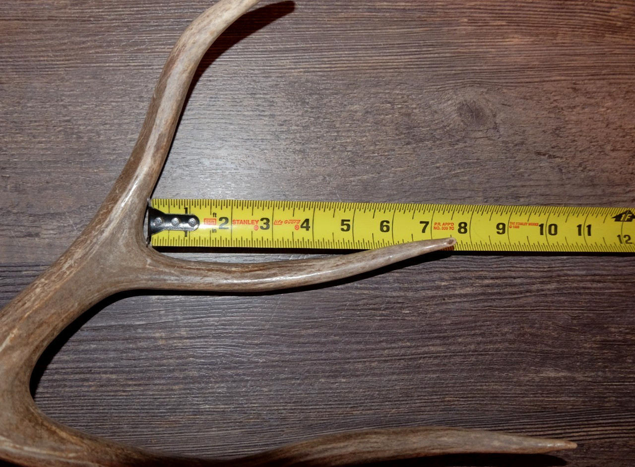 Nice Set Mule Deer Antlers Sheds Taxidermy Mount Cabin Decor Buck Horns