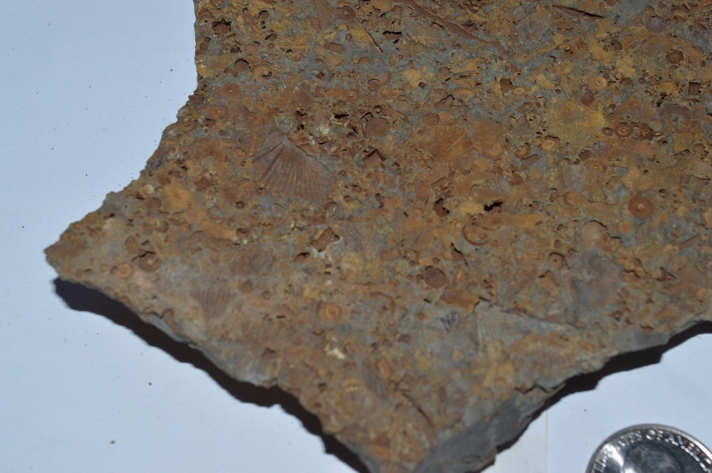FOSSIL WITH BRACHIOPODS PRINTS ( 25, 22F)
