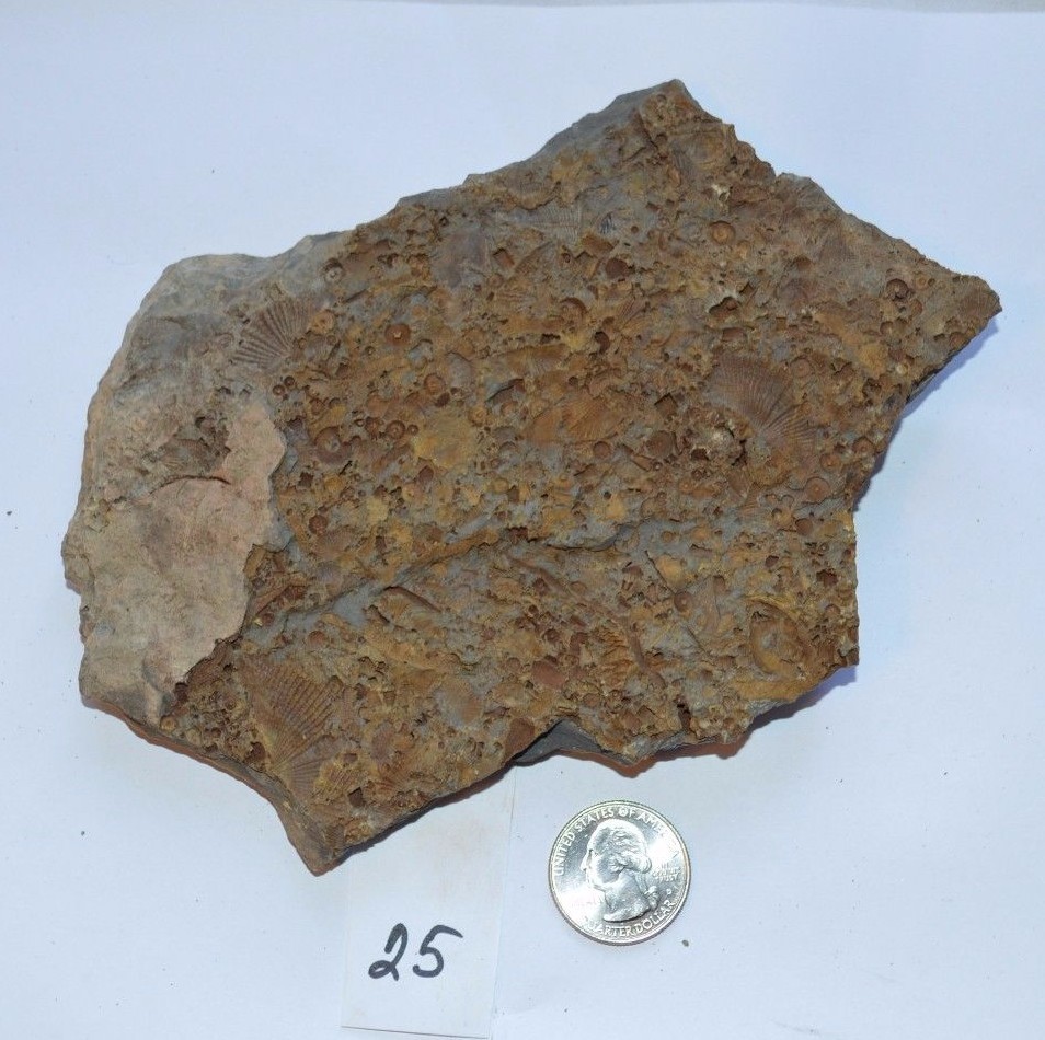 FOSSIL WITH BRACHIOPODS PRINTS ( 25, 22F)