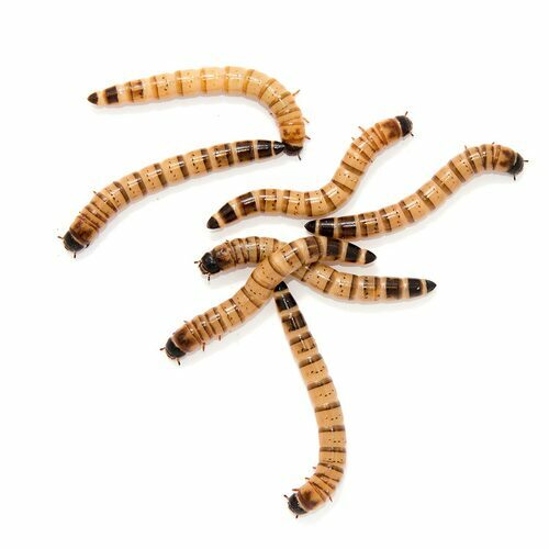 300 Large 1.5-2""+ Live Superworms, Free Same Day Shipping