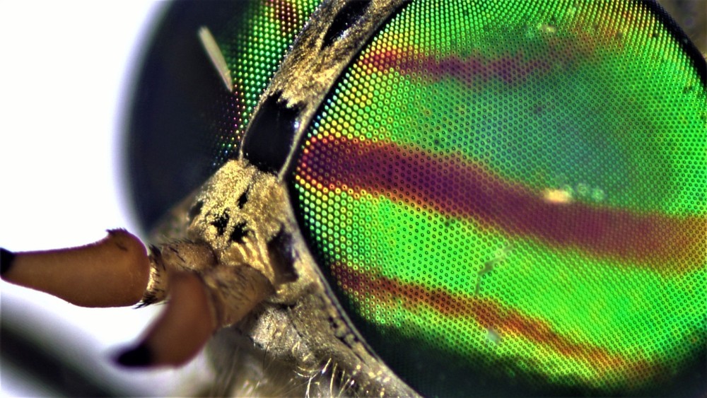 VIP Digital Microscope for Museums, Conservancies, STEM, etc.