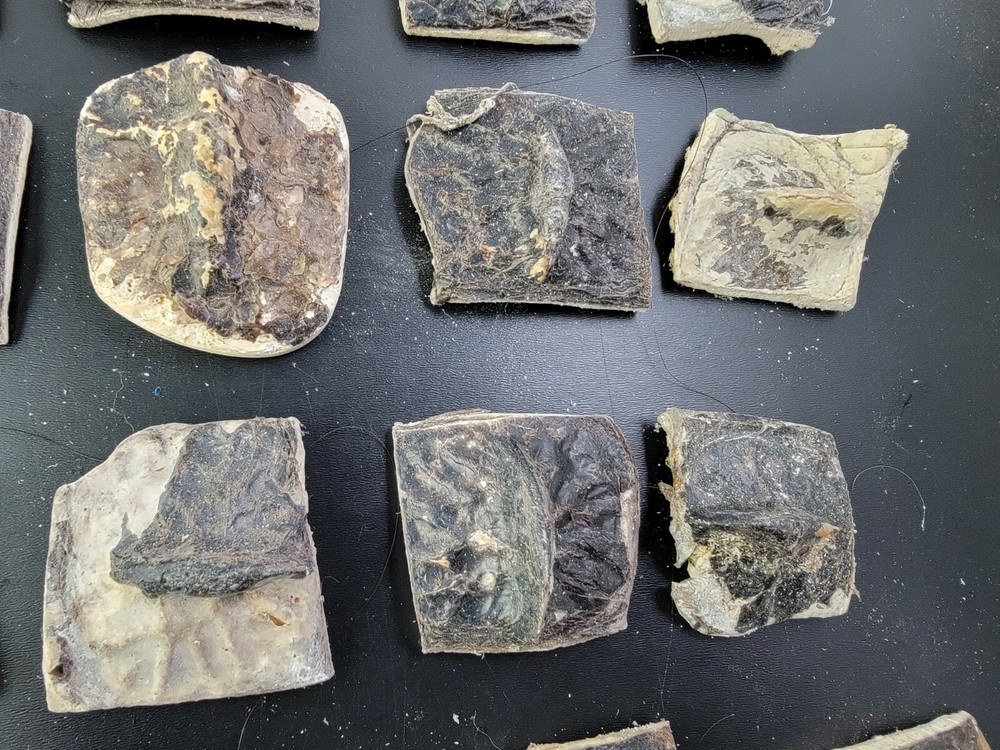 Gator ALLIGATOR BACK SCUTE bone bones BONY skutes croc weird OSTEODERMS unclean