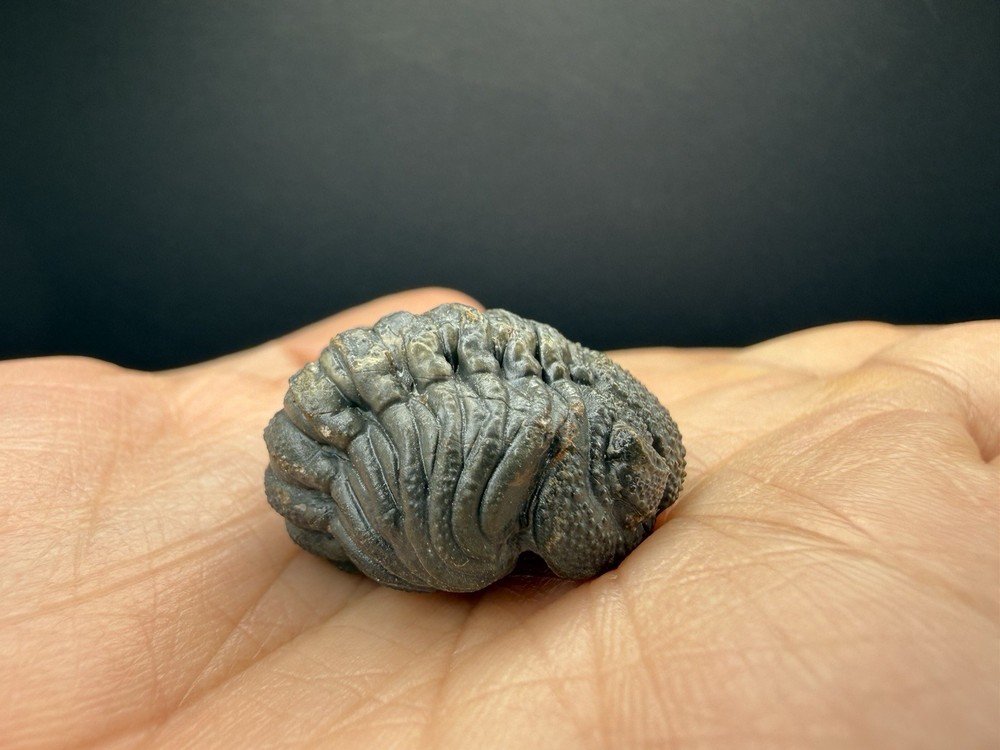 Enrolled Moroccops Trilobite