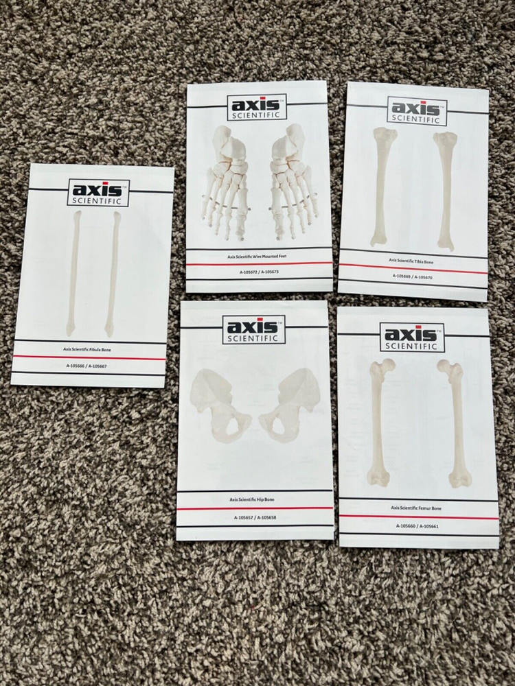 Axis Scientific Lower Extremity Bone Models