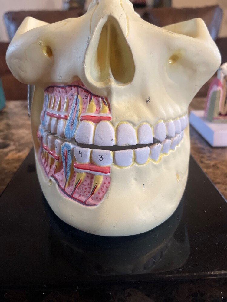 Deluxe Upper & Lower Jaw Model