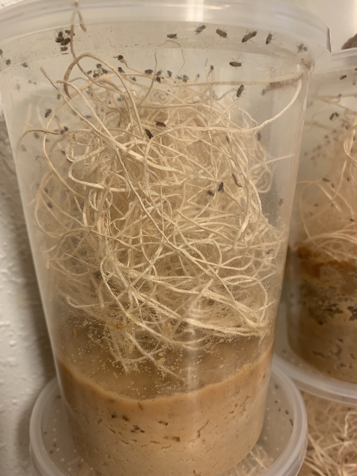 Flightless Fruit Fly Culture (Drosophila Golden Hydei)