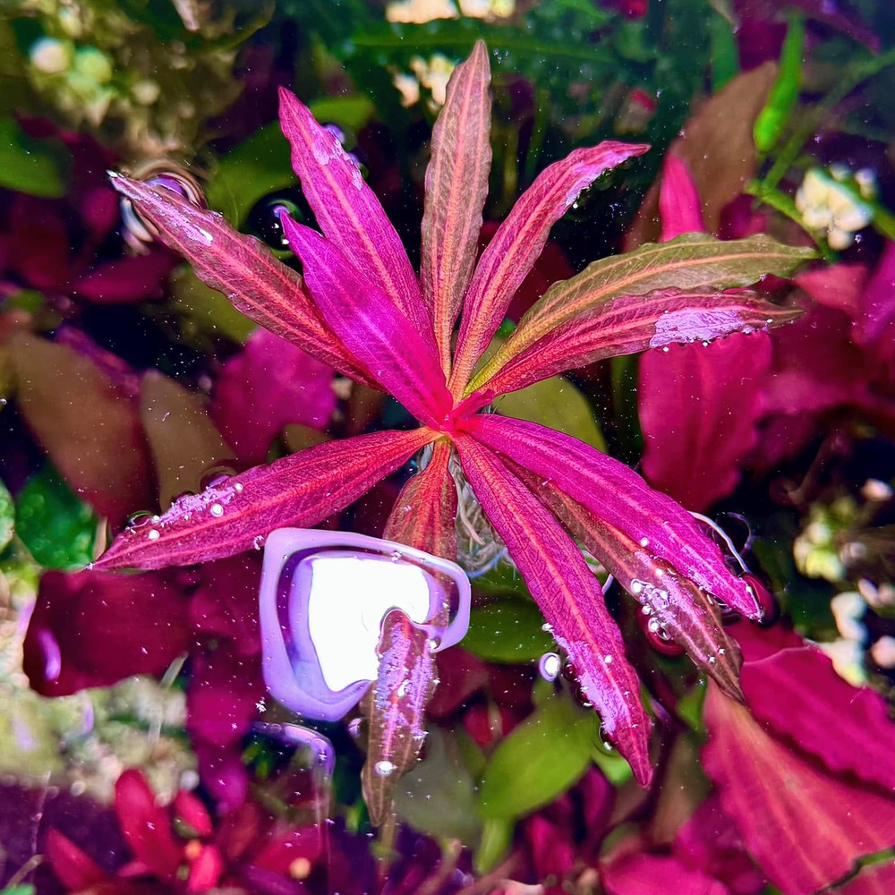 Echinodorus Red Chameleon Vitro Culture