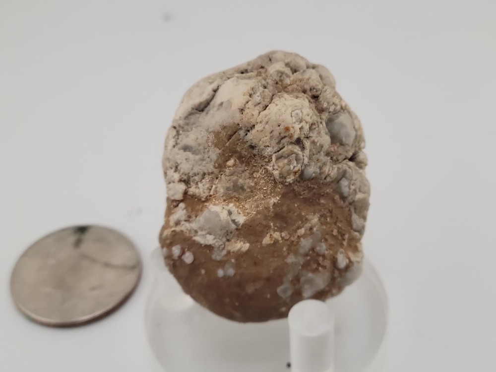 Real Permineralized Reptile Egg Fossil
