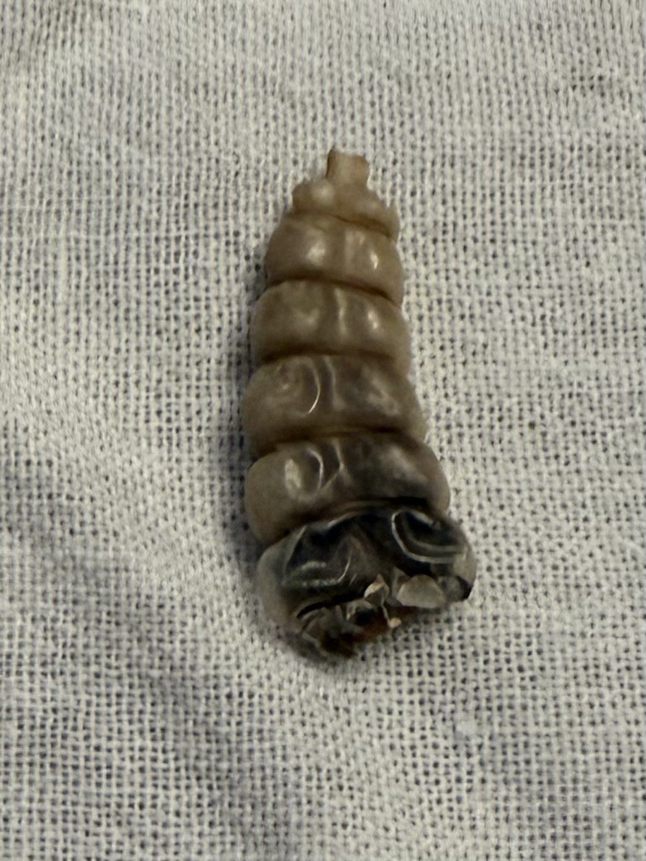 Rattlesnake Rattles ~ Lot Of 4 Rattles