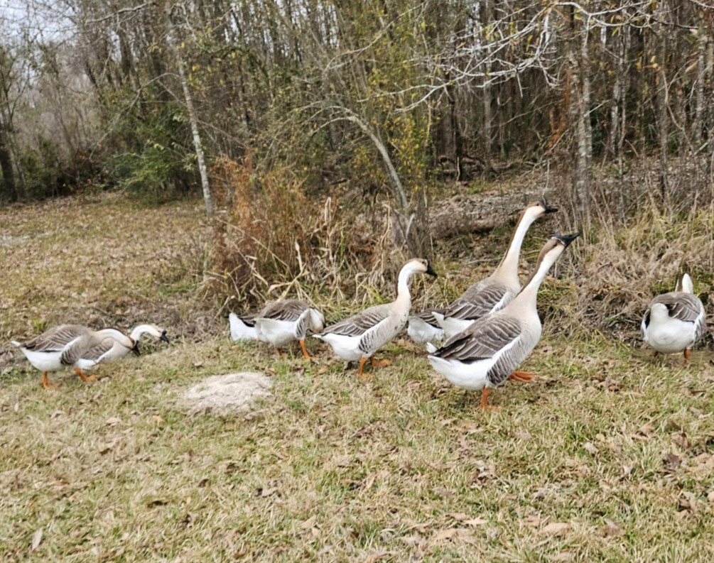 3 + African Goose Hatching Eggs Fertile Louisiana Farm Fresh MULTIPLES AVAILABLE