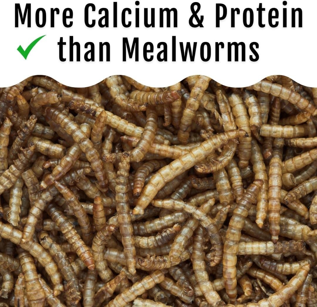 Buff Clucks Grub Fuel Black Soldier Fly Larvae for Chickens - Nutrient-Packed
