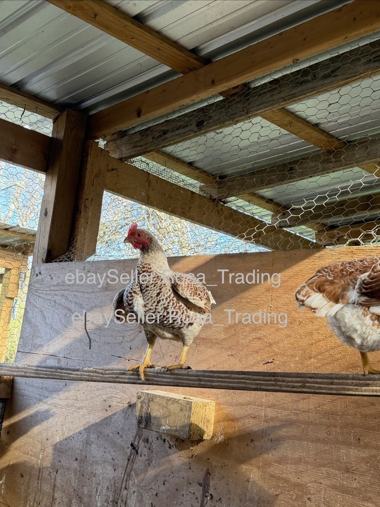 Red white Laced Cornish Bantam Hatching Eggs 10 Pcs