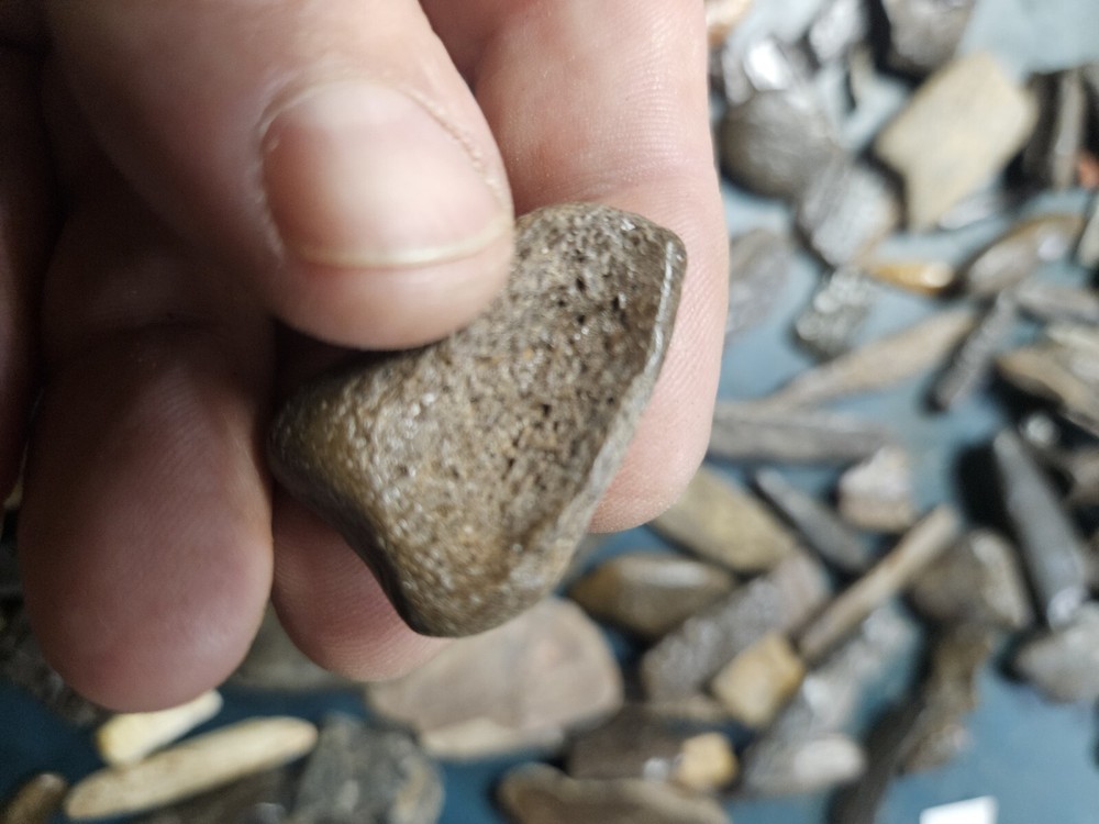 Prehistoric Fossilized Bone