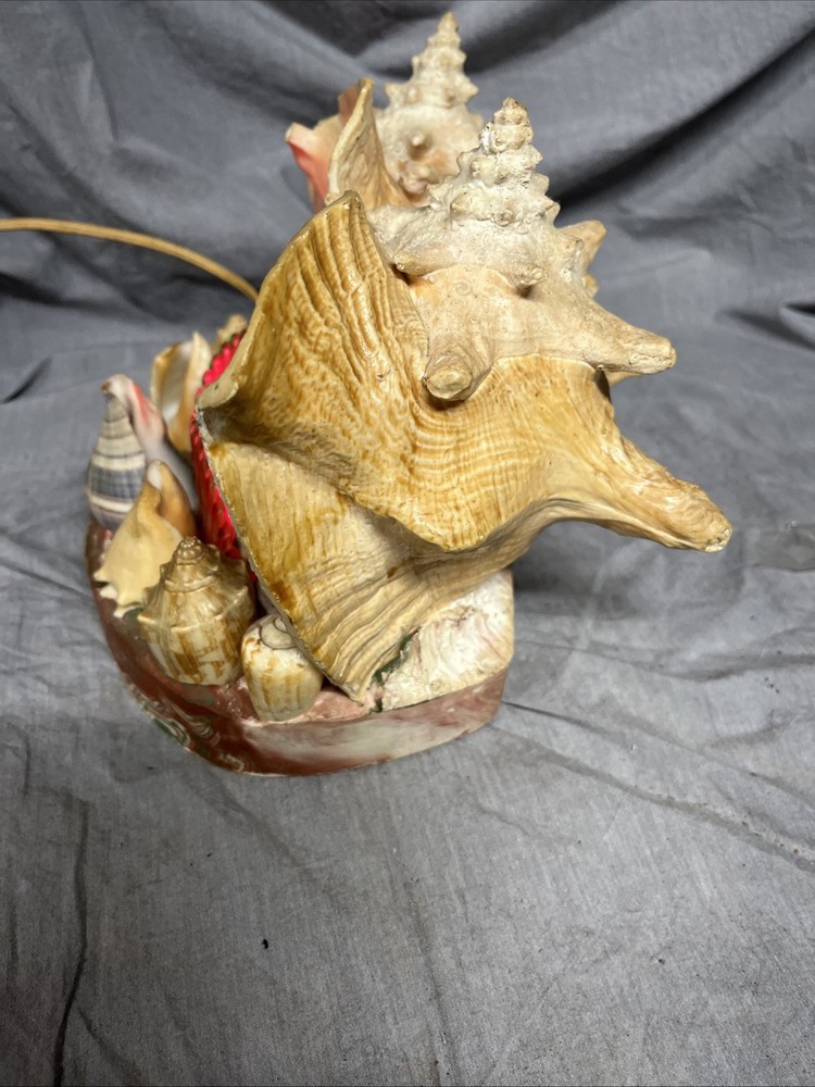 Handmade Sea Shell Display With Light