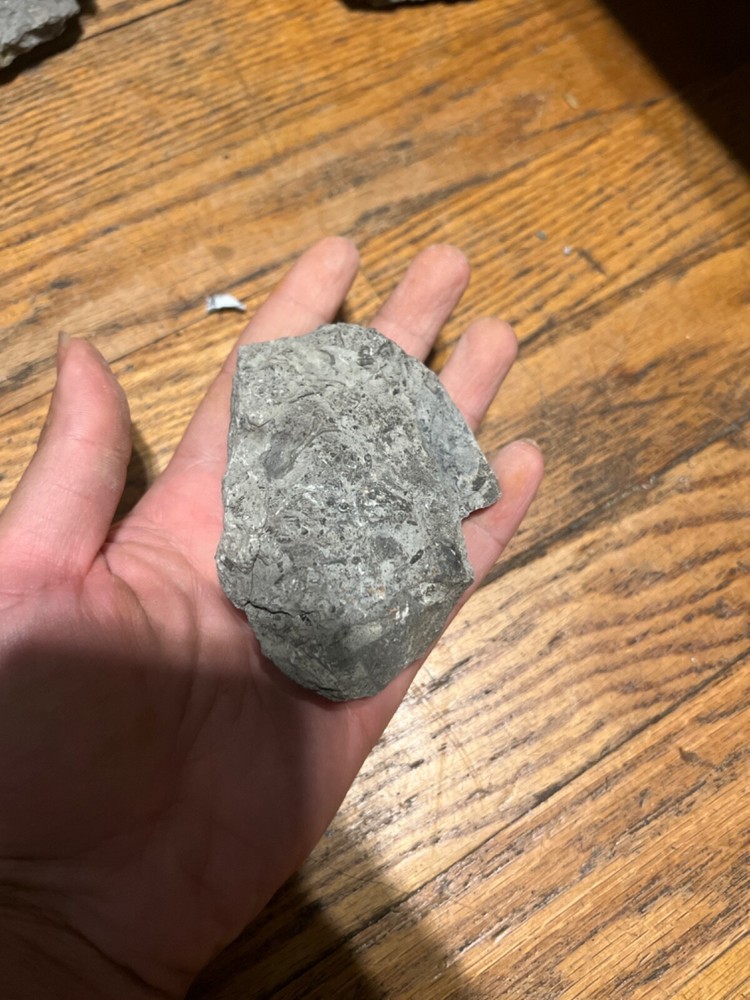 Marine Fossil Rocks