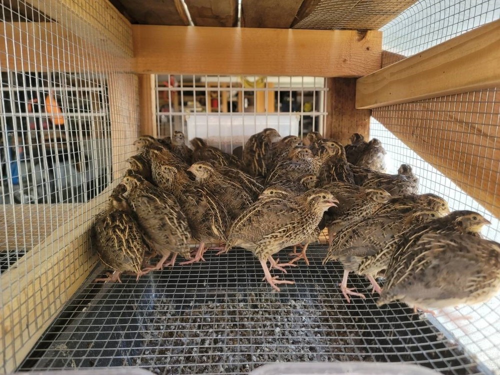 100+Fertile Fresh Coturnix Quail Hatching Eggs