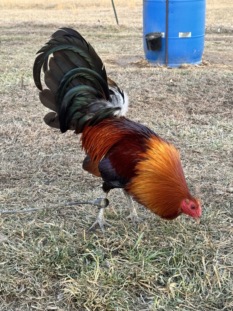 12+ Chicken Hatching Eggs