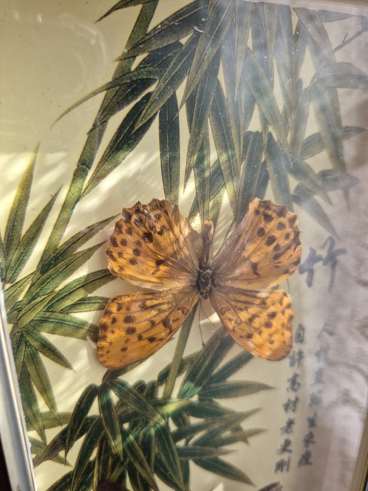 3 Real Framed Butterflies