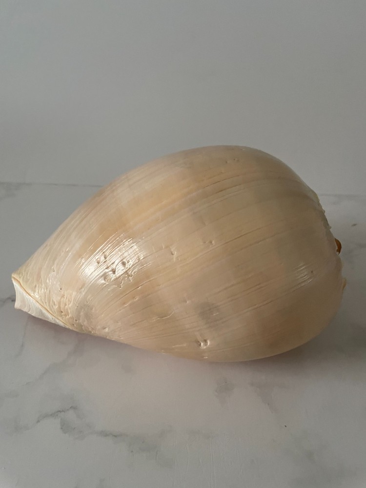Crowned Baler Melon Shells Set of 2