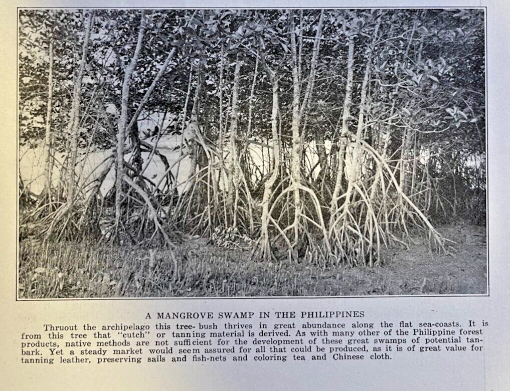 1913 Philippine Forests illustrated
