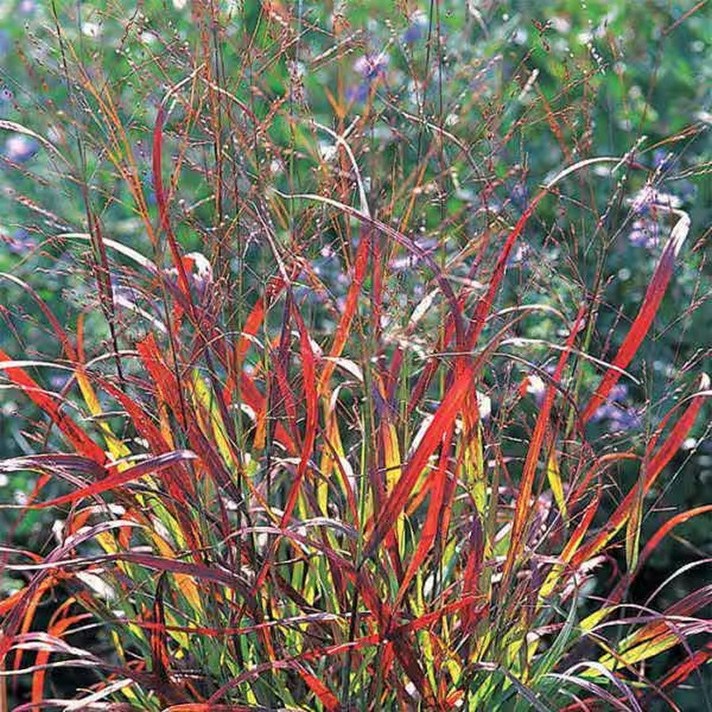 1 Gal. Shenandoah Switch Grass (2-Pack)