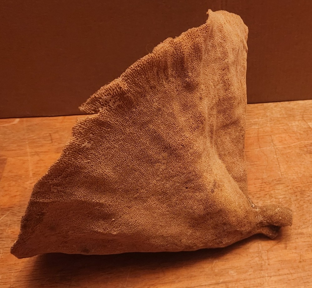 Elephant Ear Sea Sponge 9 Inch