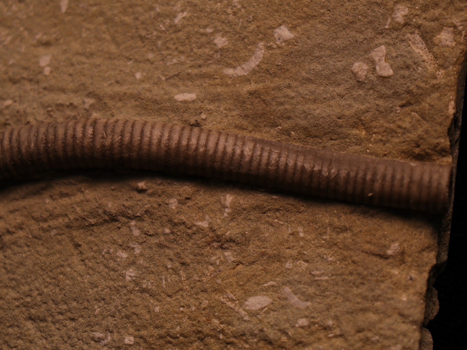 Well-Coiffured Crinoid Fossil, Crawfordsville, IN