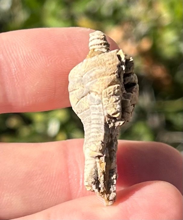 Alabama Fossil Crinoid Alcimocrinus ornatus Bangor Limestone Formation NICE
