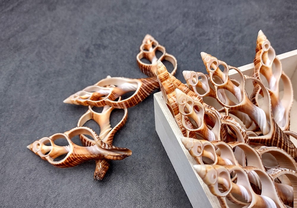 Center Cut Fox Shells (5 shells approx. 2+ inches)