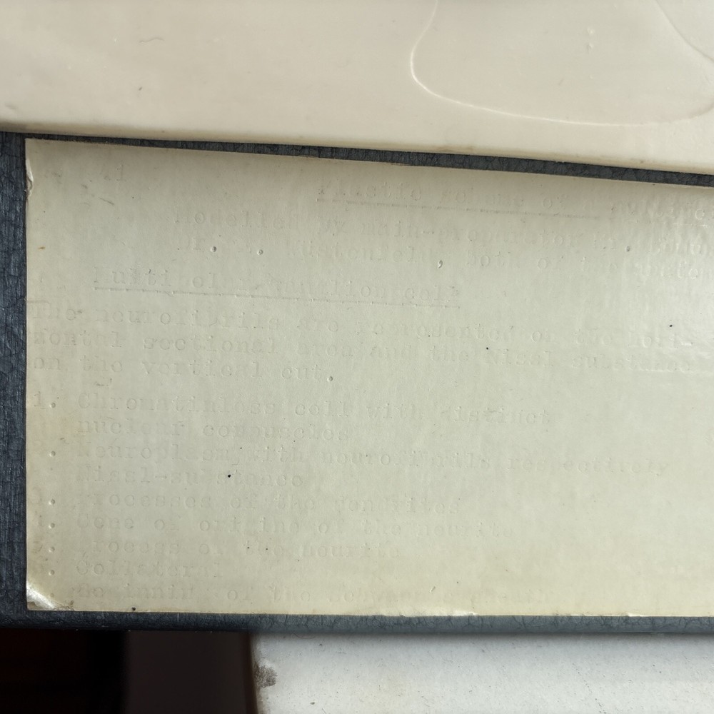 Neuron Model Nerve Cell Vintage German SOMSO