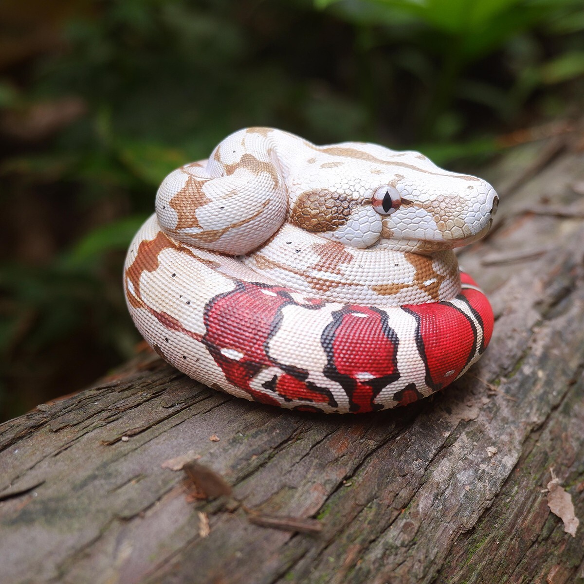 Animal Heavenly Body Red-tailed Boa constrictor Snake Statue