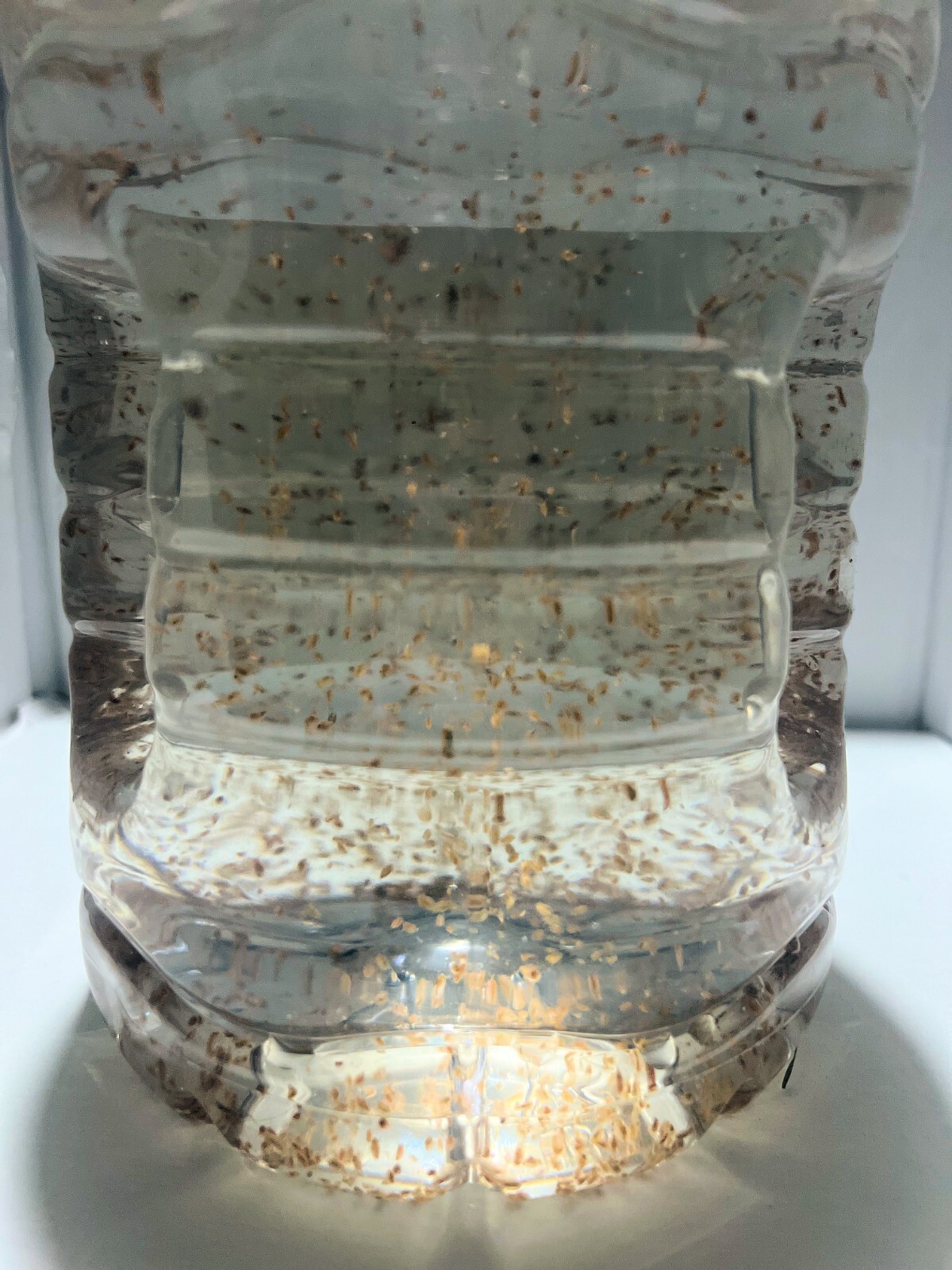 (Buy 2 Get 1 FREE) 500+ Live Daphnia Magna 500+ (FREE SHIPPING)