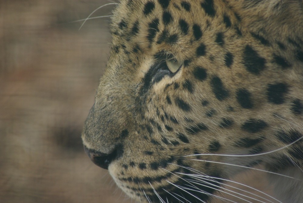 Amur Leopard Taxidermy Reference Photo Cd