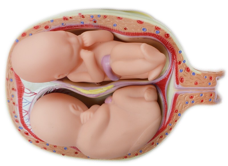 Human Anatomical Teaching Model PVC Embryo Development Process Education