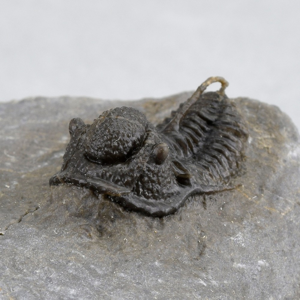 Fine trilobite Cyphaspis sp.
