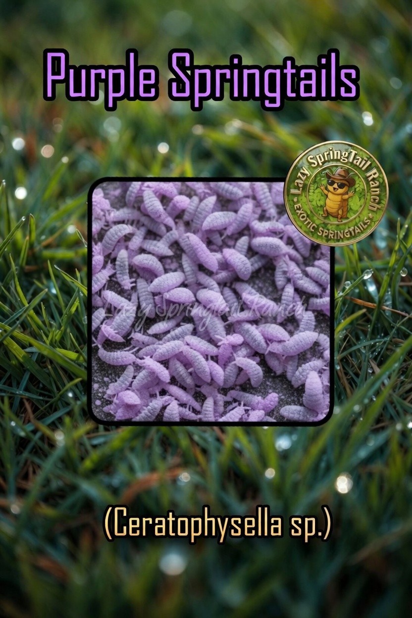 Live purple Springtails + (care kit)